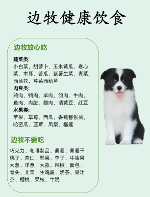 赤峰領(lǐng)養(yǎng)邊牧狗狗電話號碼-第1張圖片