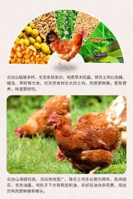 赤峰活雞出售信息網(wǎng)站電話號(hào)碼-第1張圖片