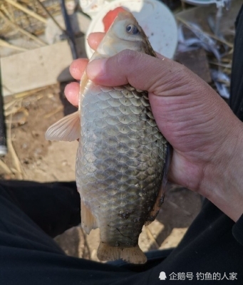 赤峰野釣鯽魚出售電話地址查詢-第1張圖片