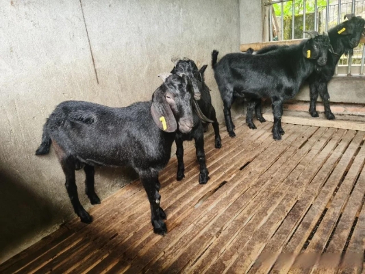 赤峰白沙福種羊基地電話號碼-第1張圖片