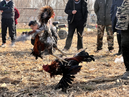 赤峰寵物斗牛場地址電話號(hào)碼-第1張圖片