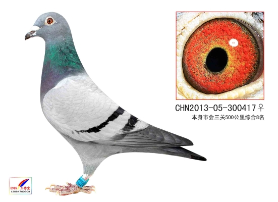 赤峰賣活鴿子電話號碼多少-第1張圖片