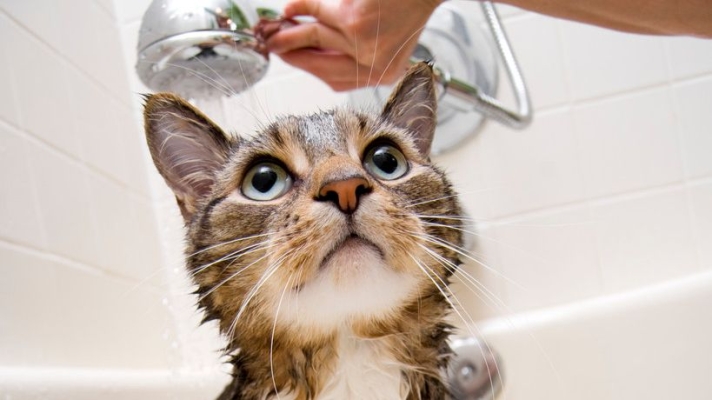 赤峰收寵物貓的電話號(hào)碼-第1張圖片