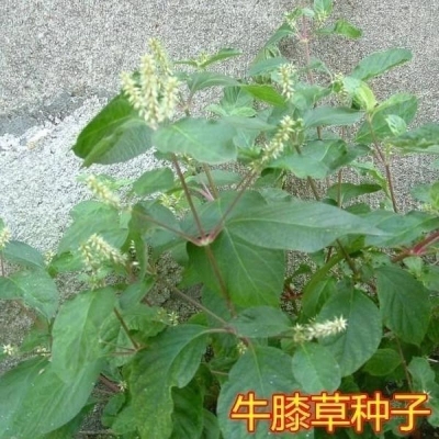 赤峰藥材鑒定中心電話號碼-第1張圖片