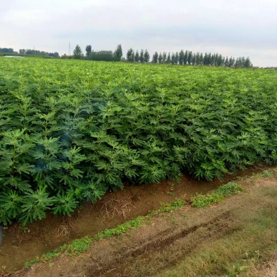 赤峰苗木種子公司電話號碼-第1張圖片