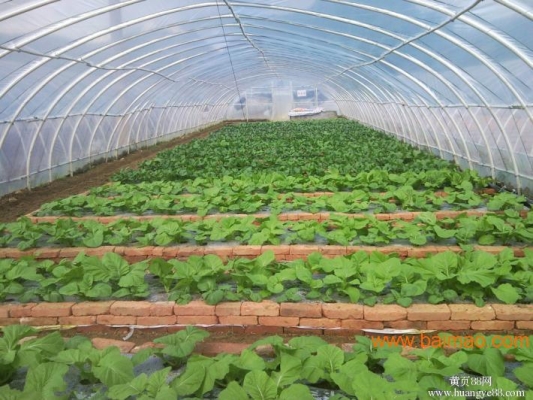 赤峰蔬菜大棚蔬菜批發(fā)電話號(hào)碼-第1張圖片