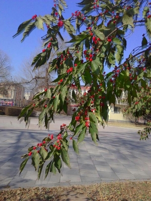 赤峰敖漢劇院官網(wǎng)電話號(hào)碼-第1張圖片