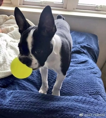 赤峰大奇寵物會所電話地址查詢-第1張圖片