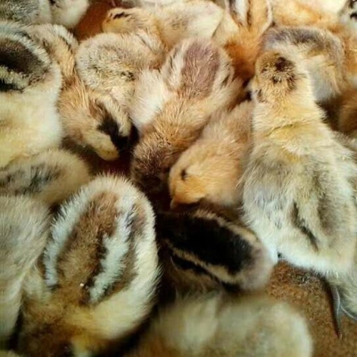 赤峰孵化雞苗批發(fā)電話號碼-第1張圖片