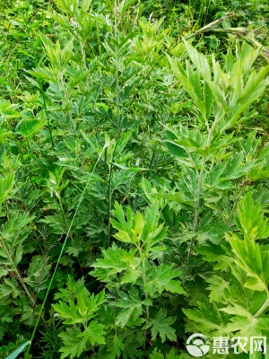 赤峰艾葉批發(fā)電話號碼查詢-第1張圖片