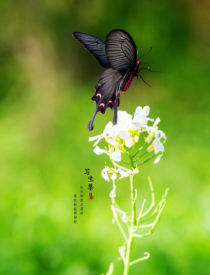 赤峰雨中蝶花店電話號(hào)碼查詢-第1張圖片