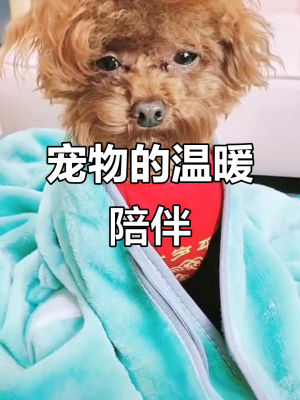 赤峰寵物修毛工具店電話號(hào)碼-第1張圖片