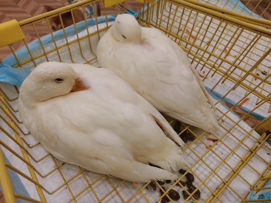 赤峰巴迪寵物油漆電話(huà)號(hào)碼-第1張圖片