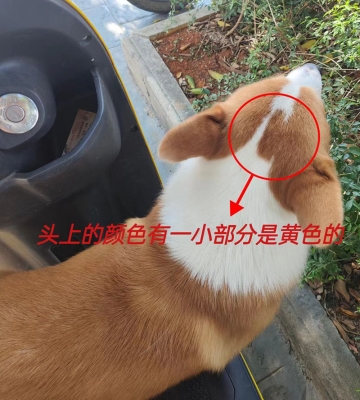 赤峰尋找柯基犬電話號(hào)碼-第1張圖片