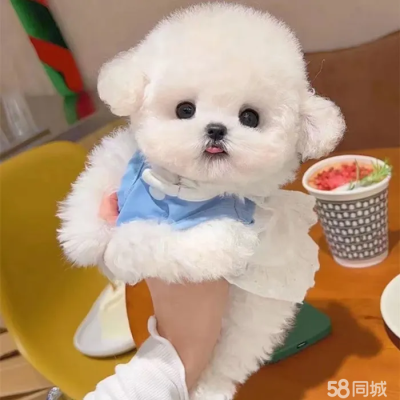 赤峰邊牧養(yǎng)殖基地電話號(hào)碼-第1張圖片