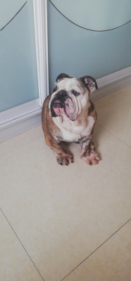 赤峰紅山區(qū)收狗電話號碼-第1張圖片