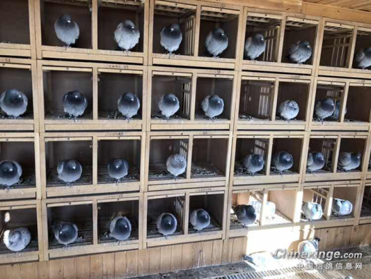 赤峰附近賣鴿子商家電話號(hào)碼-第1張圖片