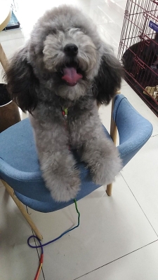 赤峰大型寵物店地址電話號碼-第1張圖片