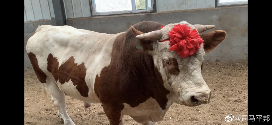 赤峰牛攝影電話號(hào)碼-第1張圖片