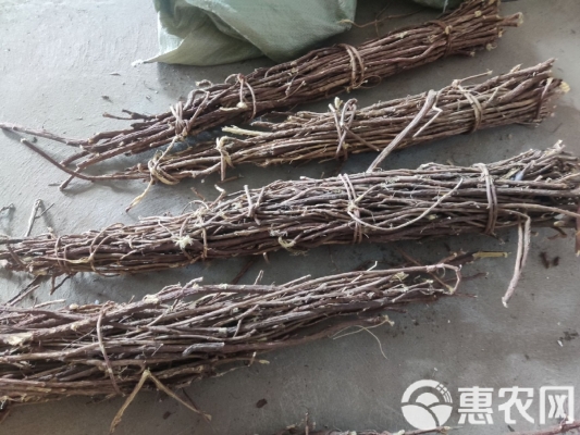 赤峰市收購甘草的電話-第1張圖片