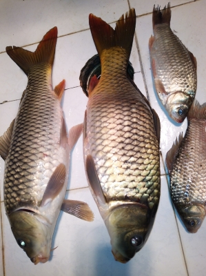 赤峰附近賣魚具的地方電話號碼-第1張圖片