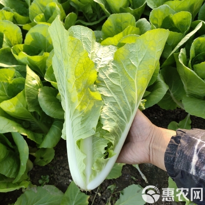 赤峰干白菜供貨商電話號(hào)碼-第1張圖片