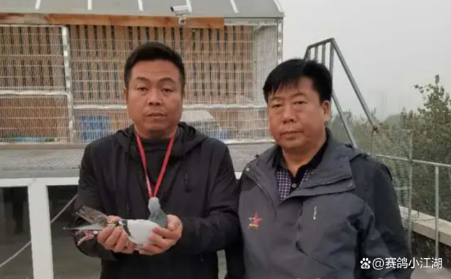 赤峰觀賞養(yǎng)鴿子基地電話號碼-第1張圖片