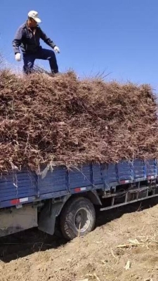 赤峰出售杏樹苗電話號碼是多少-第1張圖片