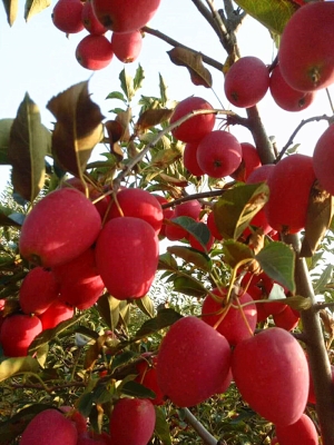 赤峰市采摘雞心果電話地址-第1張圖片