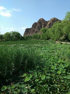 赤峰紅山區(qū)送菜上門電話號碼-第1張圖片