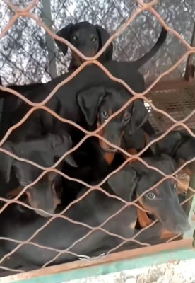 赤峰上門訓(xùn)犬的地方電話號碼-第1張圖片