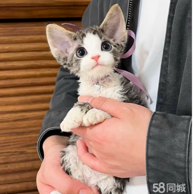 赤峰地區(qū)寵物貓出售電話號碼-第1張圖片