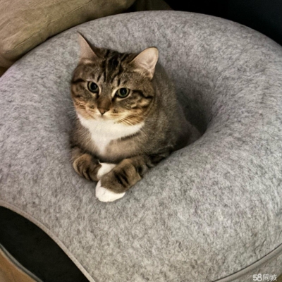 赤峰領(lǐng)養(yǎng)貓咪館地址電話號碼-第1張圖片