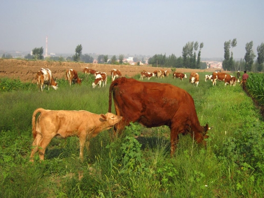 赤峰牛牧市場地址電話號碼-第1張圖片