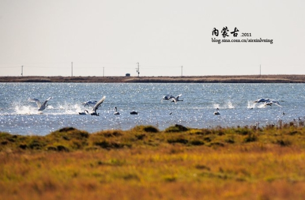 赤峰天鵝湖購(gòu)票指南電話號(hào)碼-第1張圖片