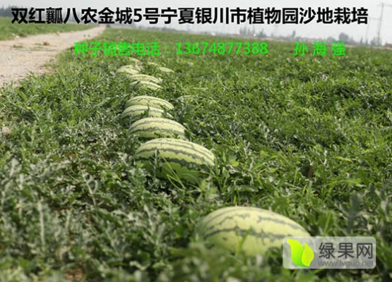 赤峰小西瓜采摘基地電話號(hào)碼-第1張圖片