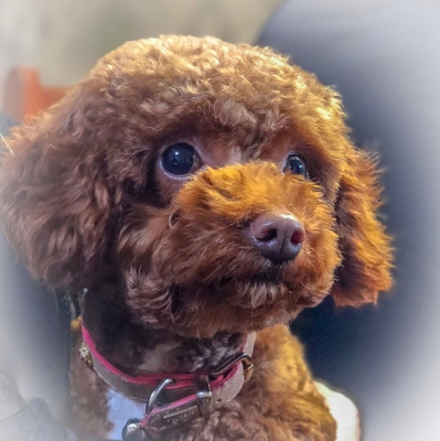 赤峰玖月寵物醫(yī)院電話(huà)號(hào)碼-第1張圖片