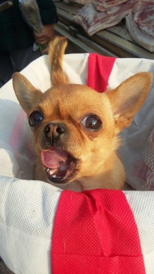 赤峰市售賣小狗電話地址查詢-第1張圖片