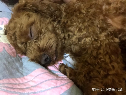 赤峰領(lǐng)養(yǎng)貓狗的地方電話號(hào)碼-第1張圖片