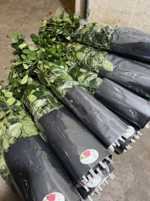 赤峰玫瑰花批發(fā)-第1張圖片