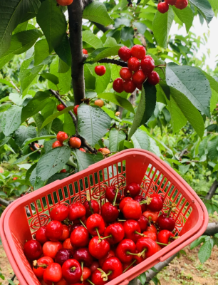 赤峰采摘園大櫻桃推薦電話地址-第1張圖片