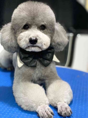 赤峰狗狗代買店電話地址查詢-第1張圖片