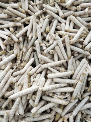 赤峰地區(qū)收購玉米芯電話號碼-第1張圖片