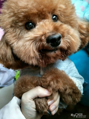 赤峰市狗狗認(rèn)領(lǐng)電話查詢號碼-第1張圖片