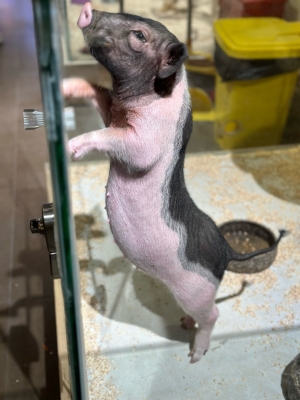 赤峰異寵體驗(yàn)館電話地址查詢-第1張圖片