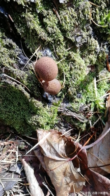 赤峰榛蘑采摘園地址電話號(hào)碼-第1張圖片