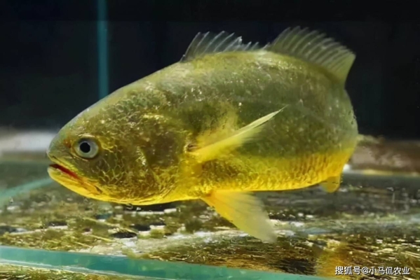 赤峰神奇撈魚樂園電話多少號-第1張圖片