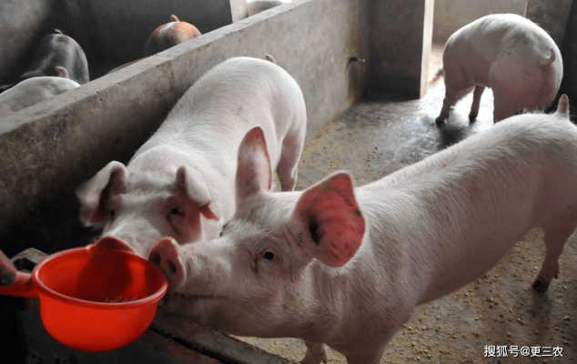 赤峰生豬屠宰場地址電話號碼-第1張圖片