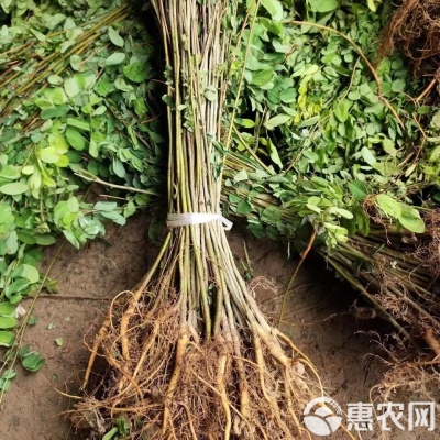 赤峰刺槐苗廠家電話(huà)地址查詢(xún)-第1張圖片