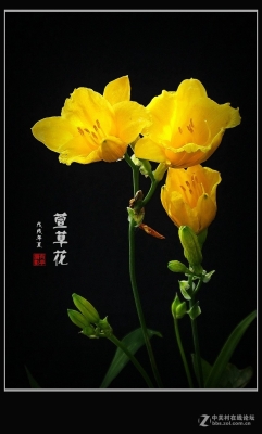 赤峰金娃娃萱草商家電話號(hào)碼-第1張圖片